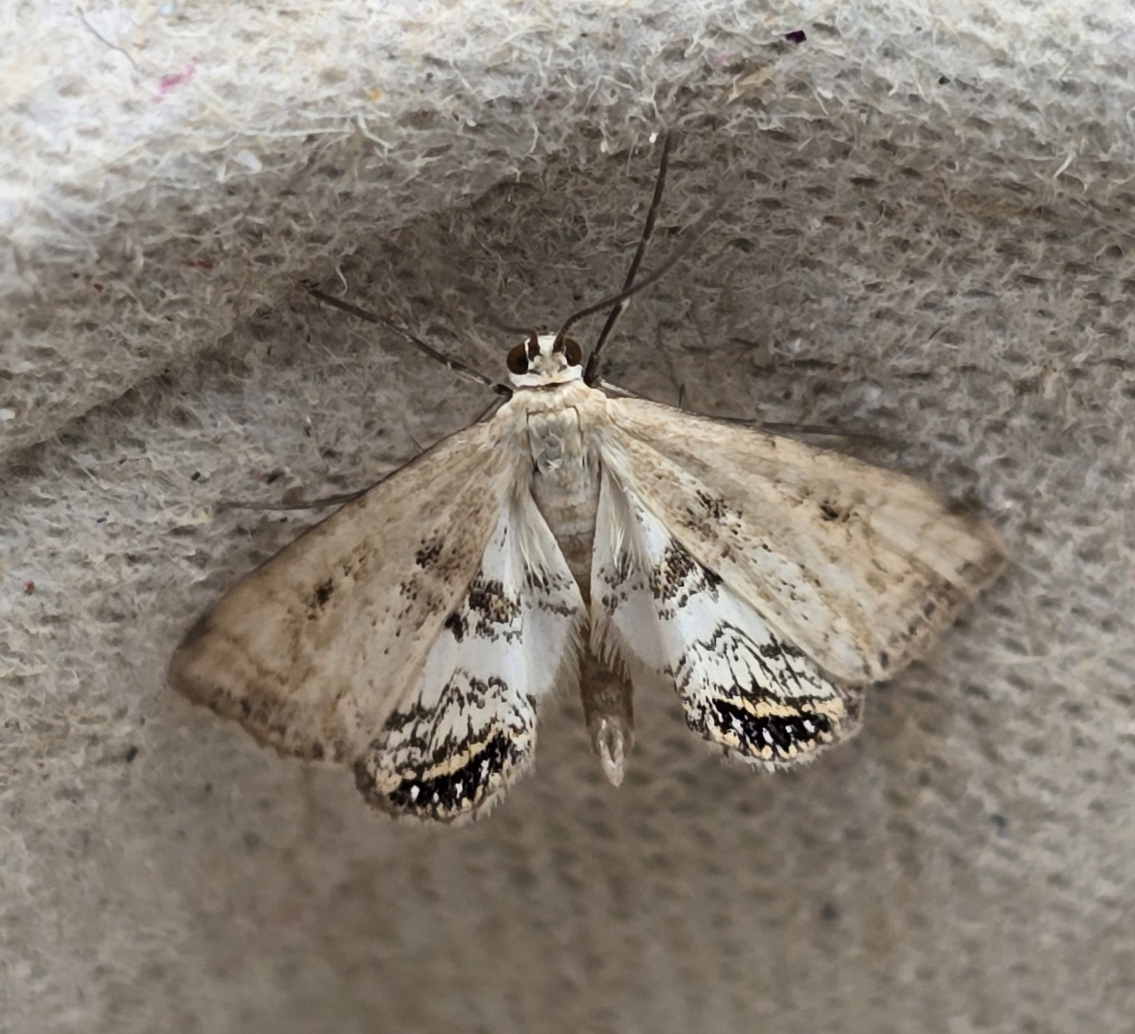 Photo of Small China-mark (Cataclysta lemnata)